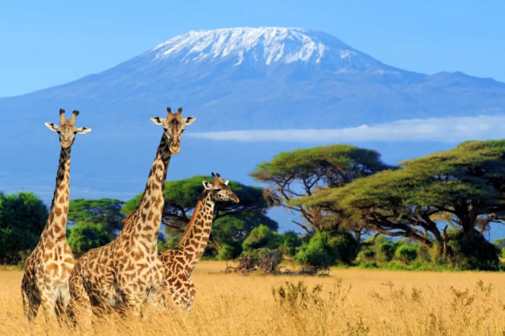 5 Must-Visit Places in Tanzania for an Unforgettable Adventure
